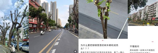 树木“长发”变“寸头”，到底是为啥？