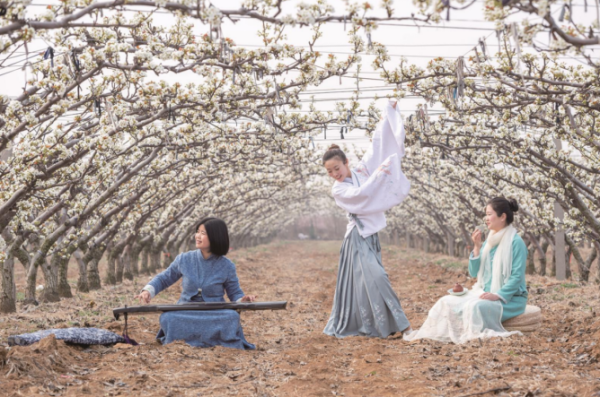 醉美梨花海，相约在日庄！莱西市第十一届梨花节4月11日启幕